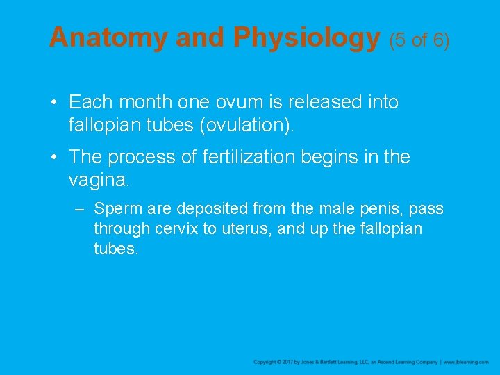 Anatomy and Physiology (5 of 6) • Each month one ovum is released into