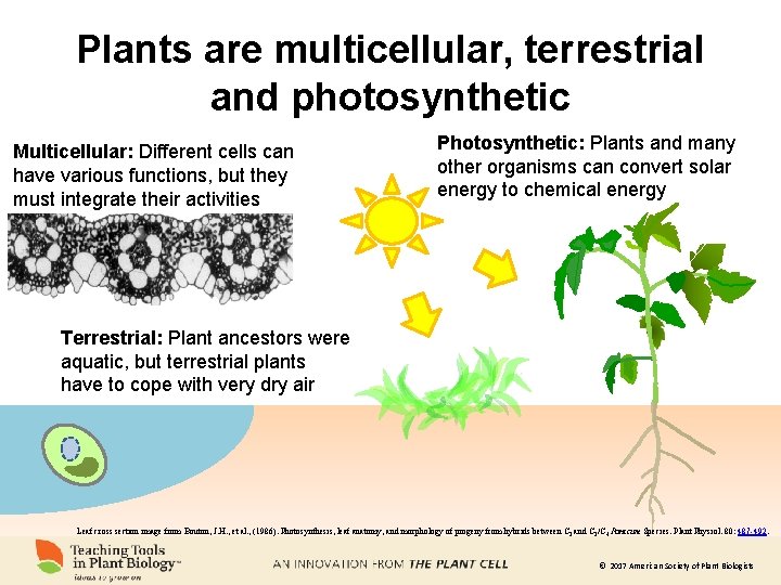 Plants are multicellular, terrestrial and photosynthetic Multicellular: Different cells can have various functions, but