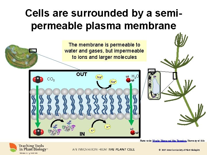 Cells are surrounded by a semipermeable plasma membrane The membrane is permeable to water