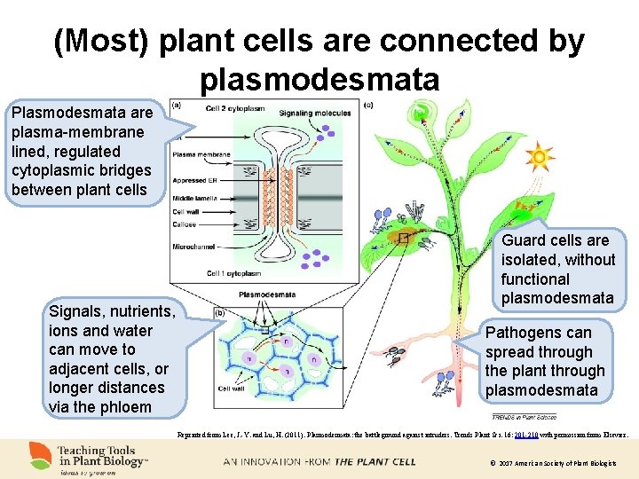 (Most) plant cells are connected by plasmodesmata Plasmodesmata are plasma-membrane lined, regulated cytoplasmic bridges