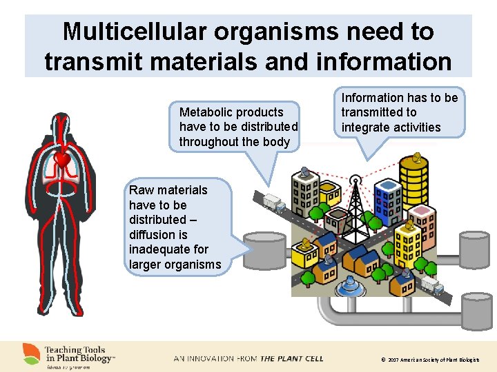 Multicellular organisms need to transmit materials and information Metabolic products have to be distributed