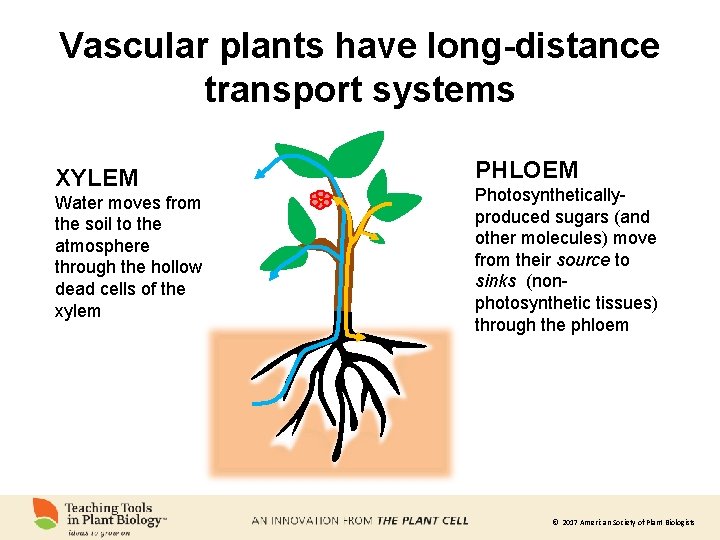 Vascular plants have long-distance transport systems XYLEM Water moves from the soil to the