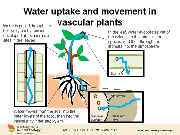 Water uptake and movement in vascular plants Water is pulled through the hollow xylem