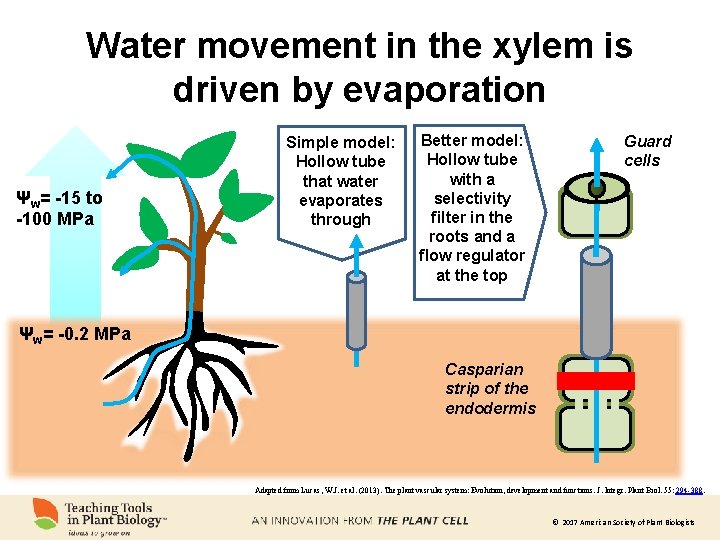 Water movement in the xylem is driven by evaporation Ψw= -15 to -100 MPa