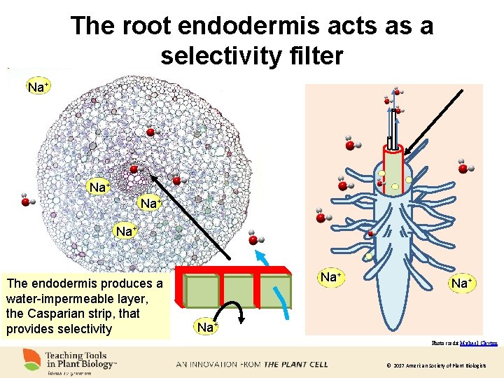 The root endodermis acts as a selectivity filter Na+ Na+ The endodermis produces a