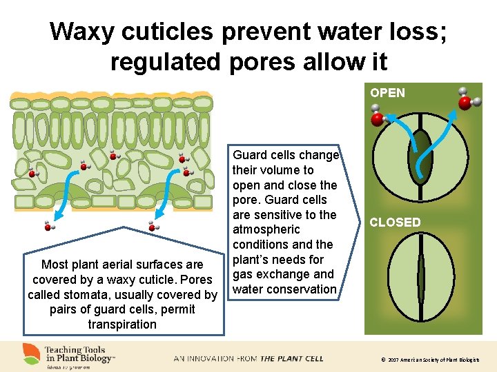 Waxy cuticles prevent water loss; regulated pores allow it OPEN Most plant aerial surfaces