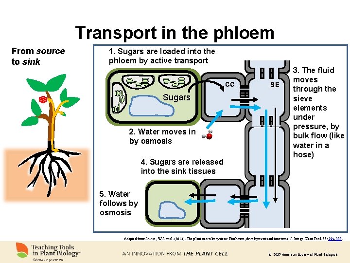 Transport in the phloem From source to sink 1. Sugars are loaded into the