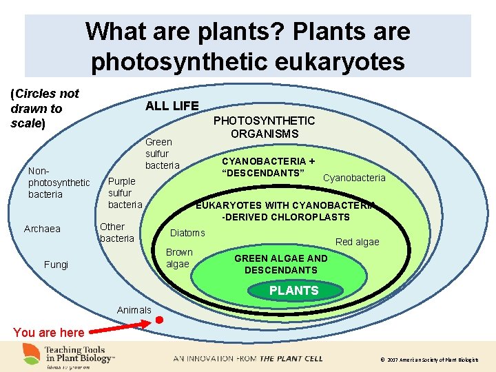 What are plants? Plants are photosynthetic eukaryotes (Circles not drawn to scale) Nonphotosynthetic bacteria