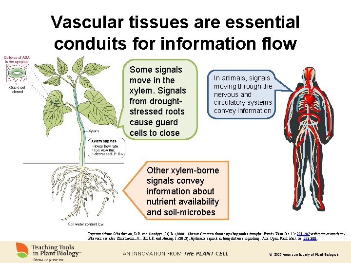 Vascular tissues are essential conduits for information flow Some signals move in the xylem.