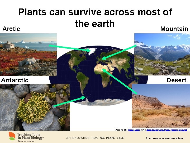 Plants can survive across most of the earth Arctic Mountain Antarctic Desert Photo credits: