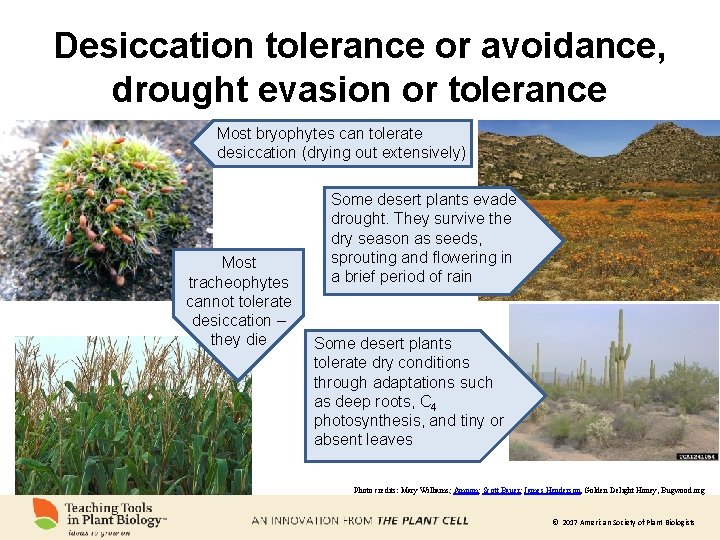 Desiccation tolerance or avoidance, drought evasion or tolerance Most bryophytes can tolerate desiccation (drying