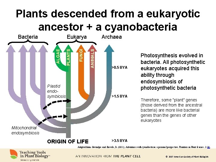 Plants descended from a eukaryotic ancestor + a cyanobacteria Bacteria Plastid endosymbiosis Archaea ANIMALS