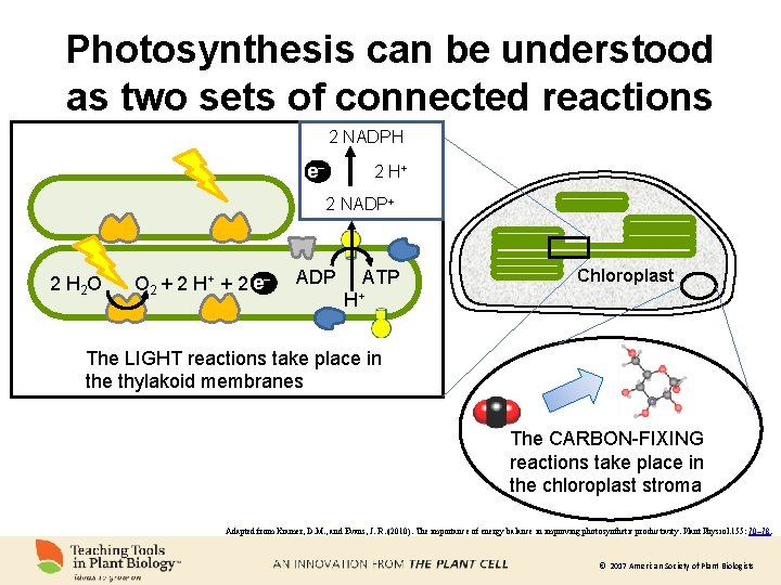 Photosynthesis can be understood as two sets of connected reactions 2 NADPH e− 2