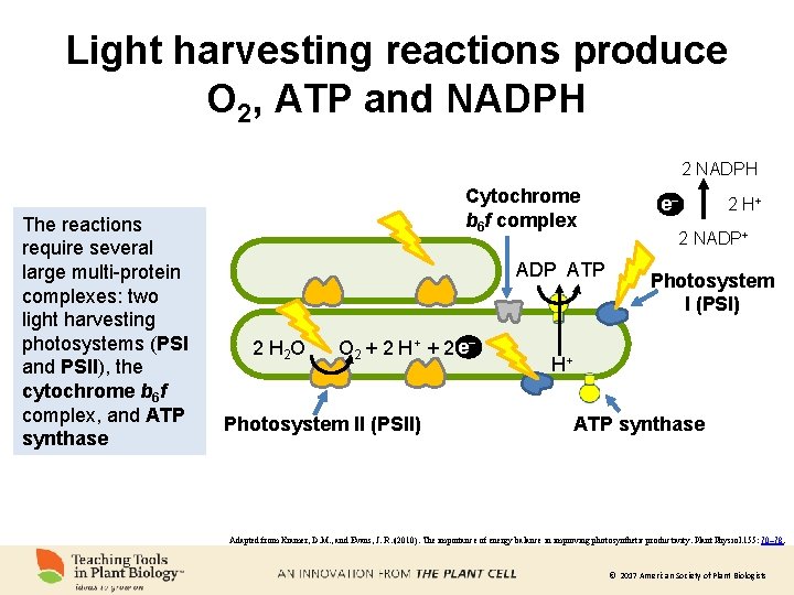 Light harvesting reactions produce O 2, ATP and NADPH 2 NADPH The reactions require