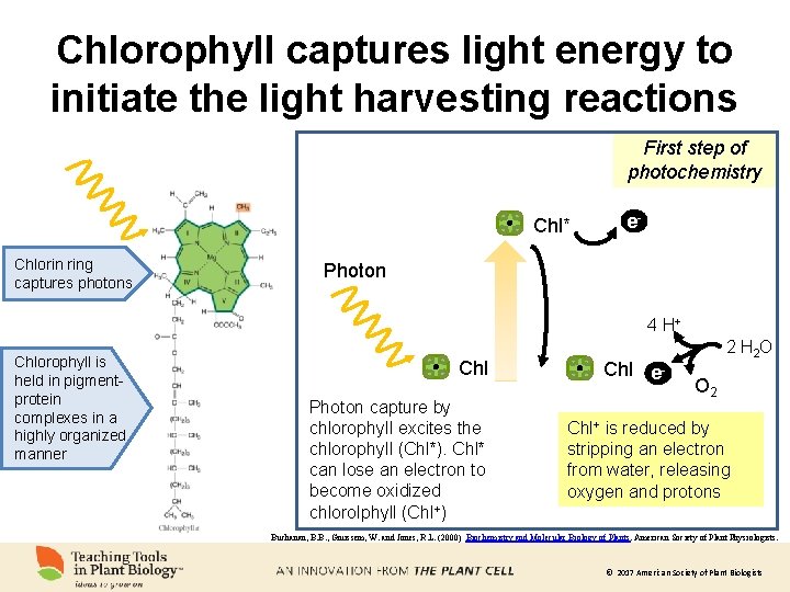 Chlorophyll captures light energy to initiate the light harvesting reactions First step of photochemistry