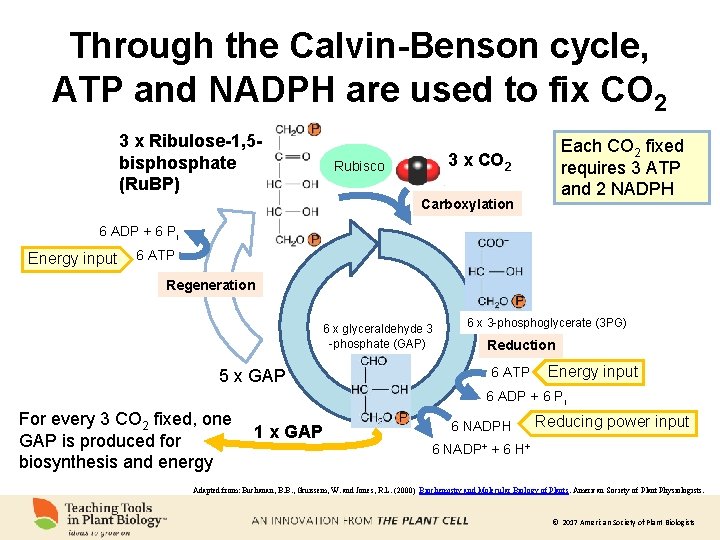 Through the Calvin-Benson cycle, ATP and NADPH are used to fix CO 2 3