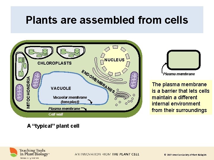 Plants are assembled from cells NUCLEUS CHLOROPLASTS MITOCHONDRIA EN DO Plasma membrane ME MB