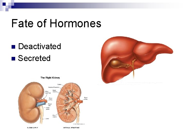 Fate of Hormones Deactivated n Secreted n 