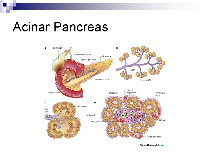 Acinar Pancreas 