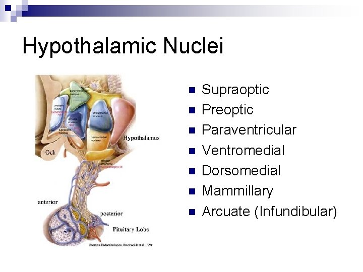 Hypothalamic Nuclei n n n n Supraoptic Preoptic Paraventricular Ventromedial Dorsomedial Mammillary Arcuate (Infundibular)