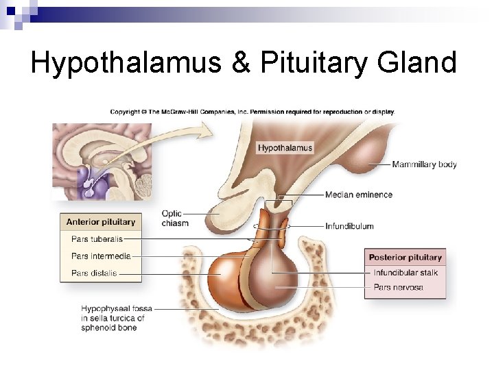 Hypothalamus & Pituitary Gland 