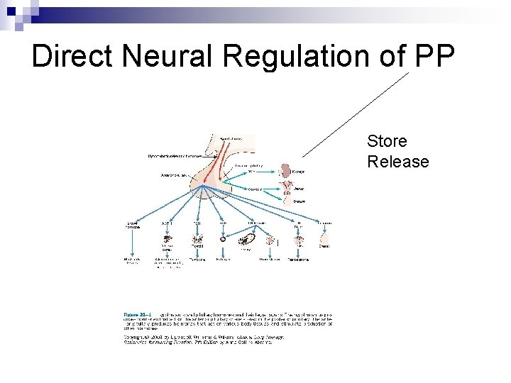 Direct Neural Regulation of PP Store Release 