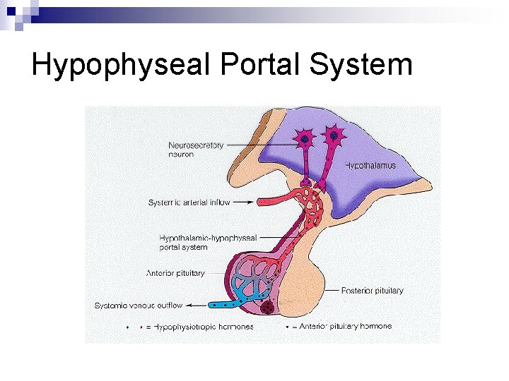 Hypophyseal Portal System 