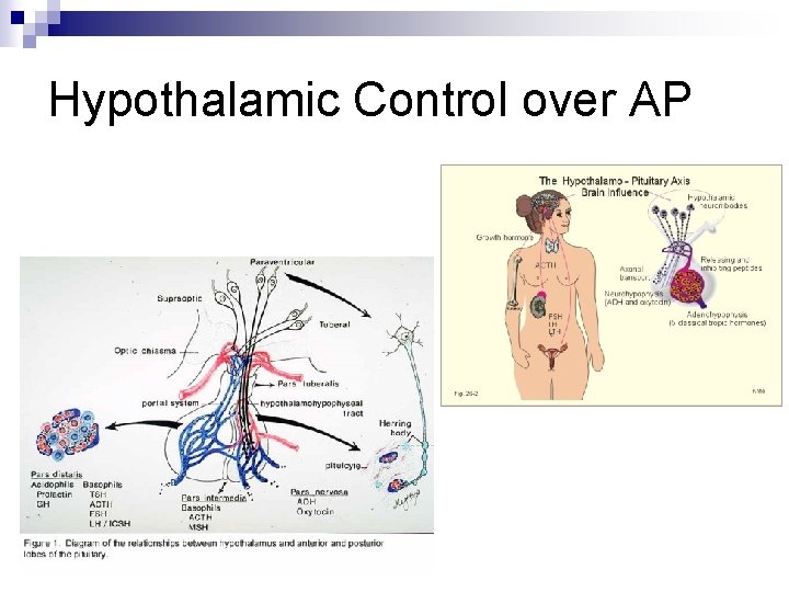 Hypothalamic Control over AP 