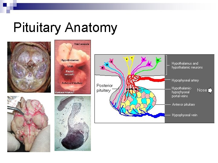 Pituitary Anatomy 