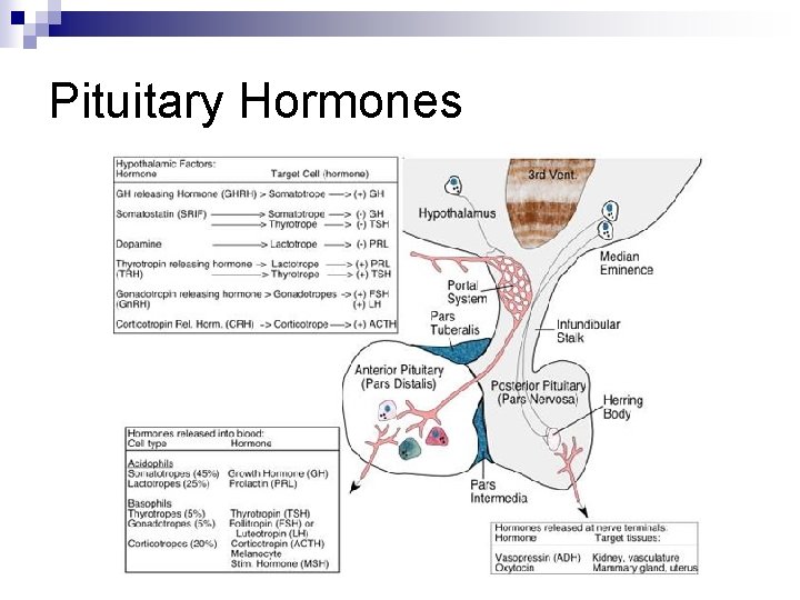 Pituitary Hormones 