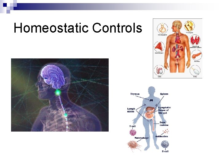 Homeostatic Controls 