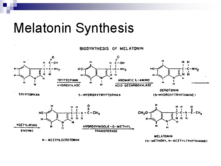 Melatonin Synthesis 