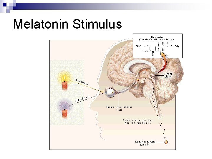 Melatonin Stimulus 