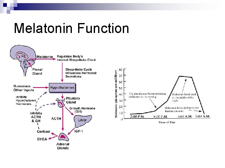 Melatonin Function 