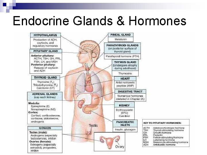 Endocrine Glands & Hormones 
