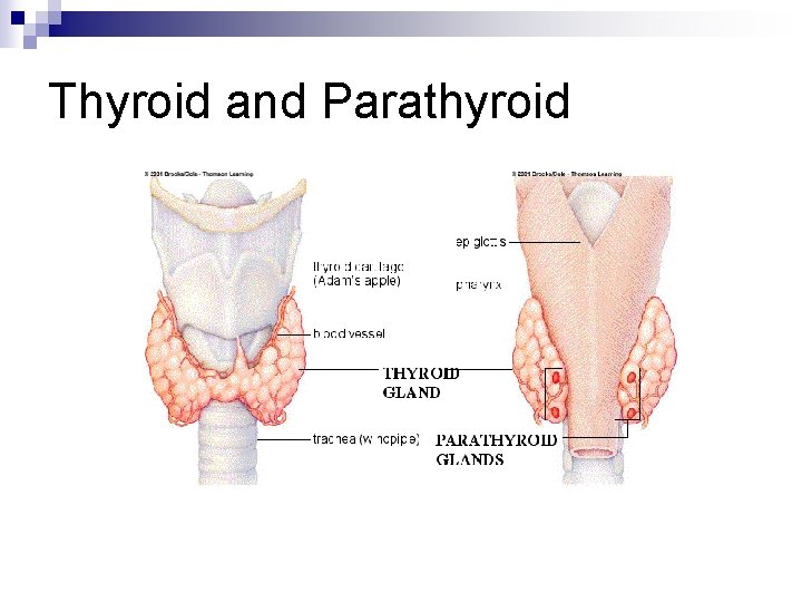 Thyroid and Parathyroid 