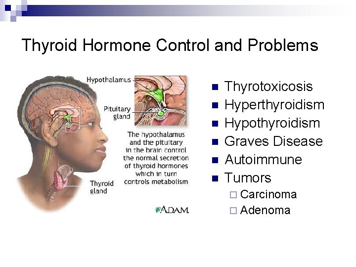 Thyroid Hormone Control and Problems n n n Thyrotoxicosis Hyperthyroidism Hypothyroidism Graves Disease Autoimmune