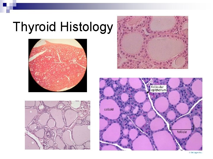Thyroid Histology 