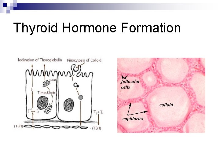 Thyroid Hormone Formation 