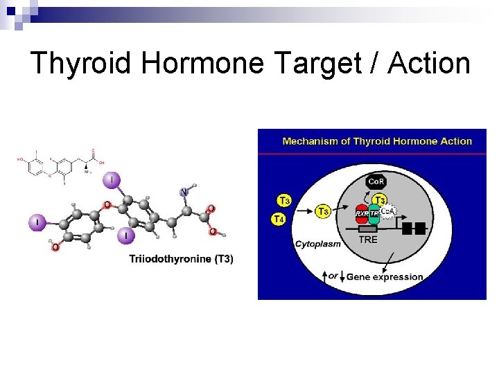 Thyroid Hormone Target / Action 