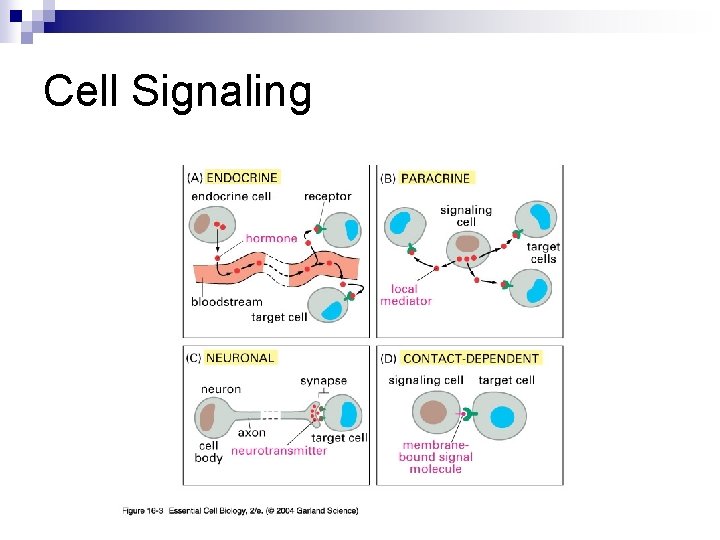 Cell Signaling 