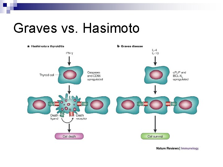 Graves vs. Hasimoto 