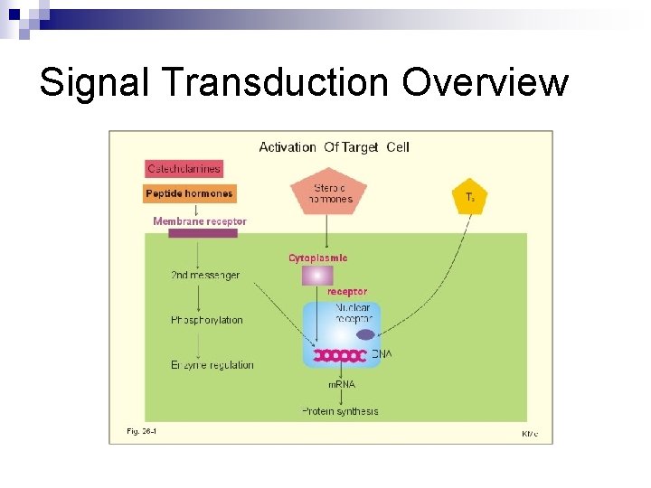 Signal Transduction Overview 