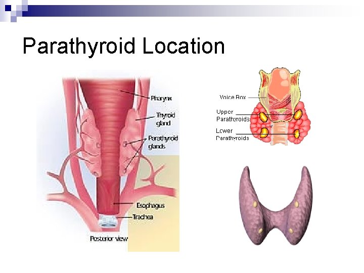 Parathyroid Location 
