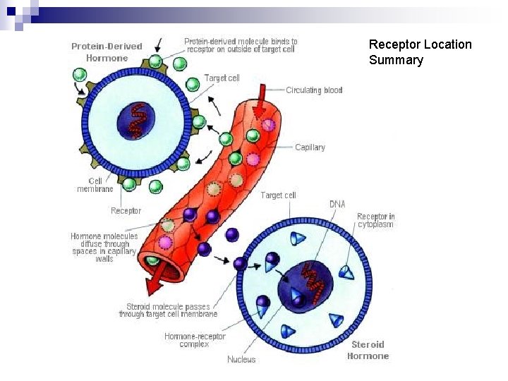 Receptor Location Summary 