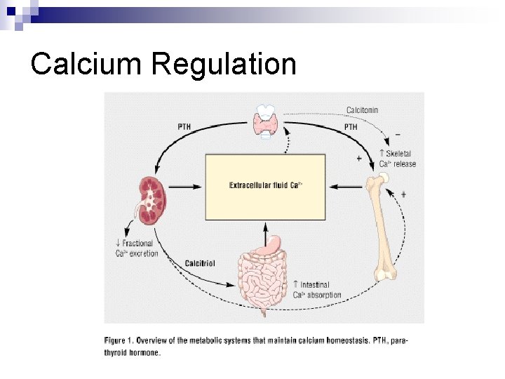 Calcium Regulation 