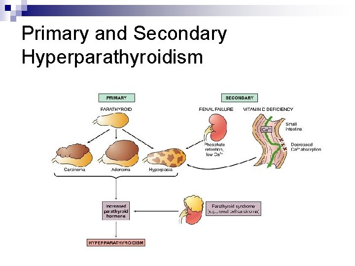 Primary and Secondary Hyperparathyroidism 