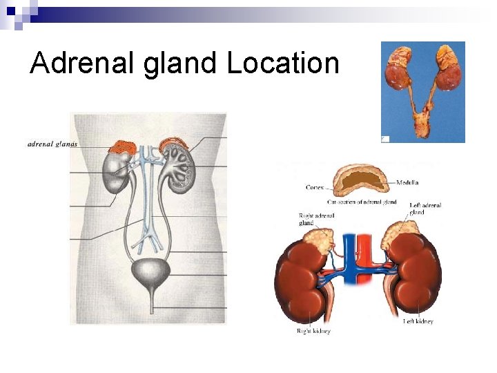 Adrenal gland Location 