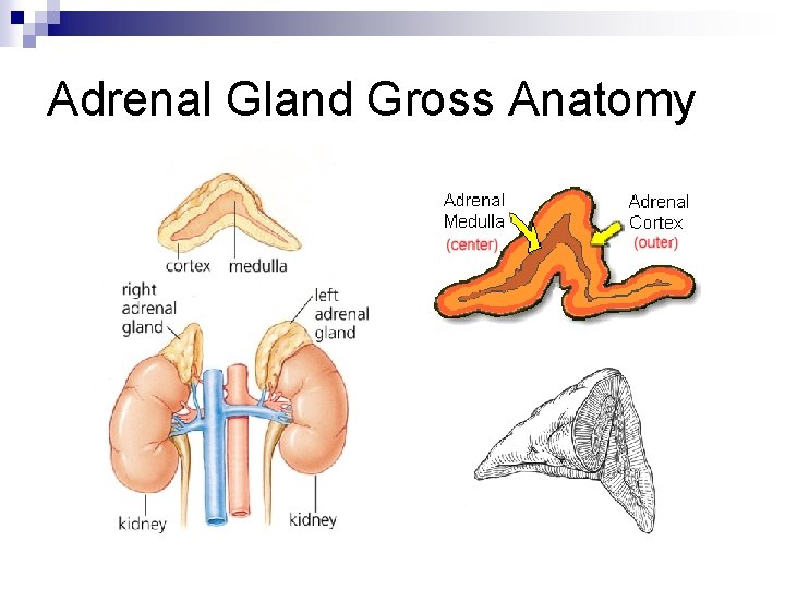 Adrenal Gland Gross Anatomy 