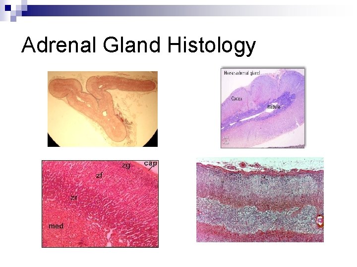 Adrenal Gland Histology 